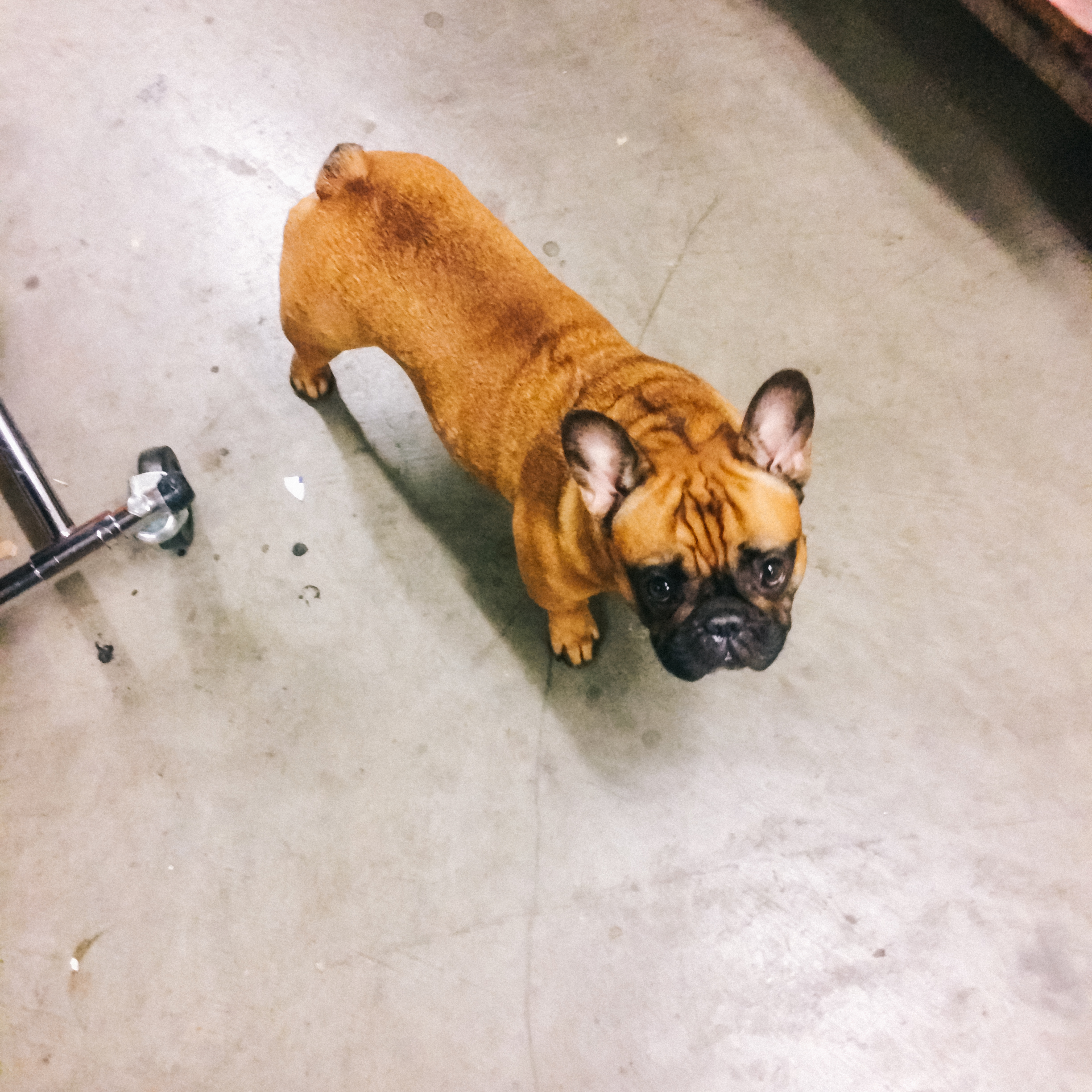 frenchie in san jose, 2016